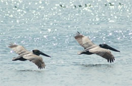 Pelecanus occidentalis - Brown Pelican