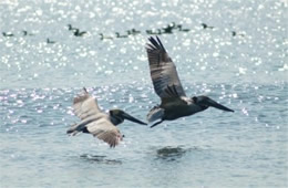 Pelecanus occidentalis - Brown Pelican