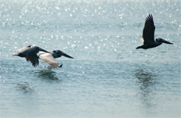 Pelecanus occidentalis - Brown Pelican