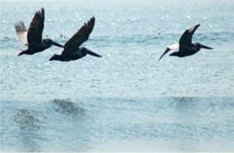 Pelecanus occidentalis - Brown Pelican