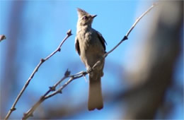 Phainopepla nitens - Phainopepla