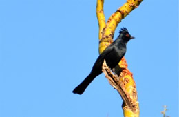 Phainopepla nitens - Phainopepla