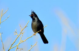 Phainopepla nitens - Phainopepla