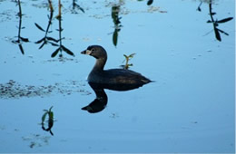 pie billed grebe