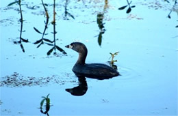 pie billed grebe