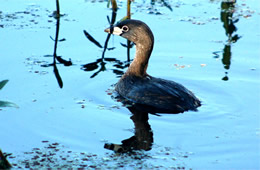 pie billed grebe