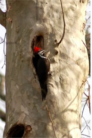 Dryocopus pileatus - Pileated Woodpecker