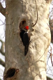 Dryocopus pileatus - Pileated Woodpecker