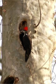 Dryocopus pileatus - Pileated Woodpecker