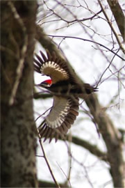 Dryocopus pileatus - Pileated Woodpecker