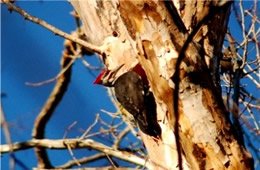 Dryocopus pileatus - Pileated Woodpecker