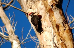 Dryocopus pileatus - Pileated Woodpecker