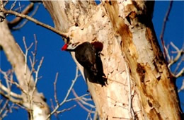 Dryocopus pileatus - Pileated Woodpecker