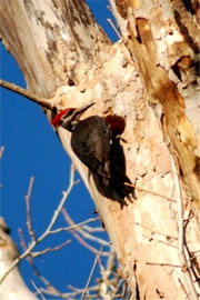 Dryocopus pileatus - Pileated Woodpecker