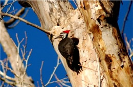 Dryocopus pileatus - Pileated Woodpecker