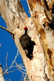 Dryocopus pileatus - Pileated Woodpecker