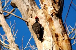 Dryocopus pileatus - Pileated Woodpecker