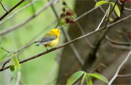 Protonotaria citrea - Prothonotary Warbler