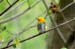 Protonotaria citrea - Prothonotary Warbler