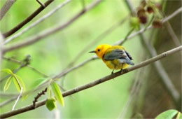 Protonotaria citrea - Prothonotary Warbler