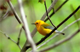 Protonotaria citrea - Prothonotary Warbler