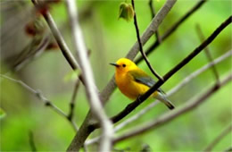 Protonotaria citrea - Prothonotary Warbler