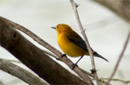 Protonotaria citrea - Prothonotary Warbler