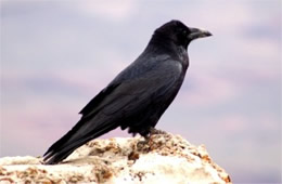Corvus corax - Common Raven