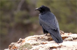 Corvus corax - Common Raven