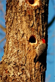 Melanerpes carolinus - Red-bellied Woodpecker