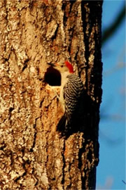 Melanerpes carolinus - Red-bellied Woodpecker