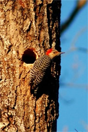 Melanerpes carolinus - Red-bellied Woodpecker