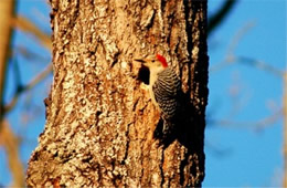 Melanerpes carolinus - Red-bellied Woodpecker