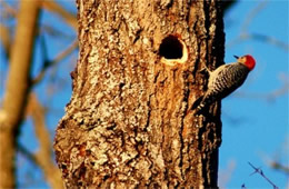 Melanerpes carolinus - Red-bellied Woodpecker