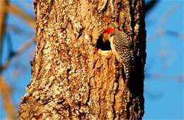 Melanerpes carolinus - Red-bellied Woodpecker