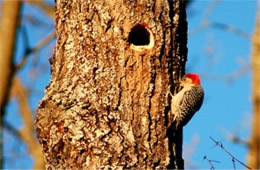 Melanerpes carolinus - Red-bellied Woodpecker