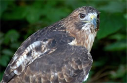 Buteo jamaicensis - Red-tailed Hawk