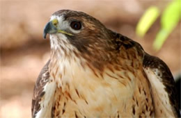 Buteo jamaicensis - Red-tailed Hawk