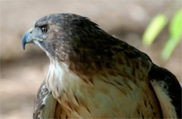 Buteo jamaicensis - Red-tailed Hawk