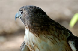 Buteo jamaicensis - Red-tailed Hawk