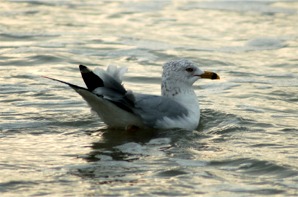 Ring-Billed Gull