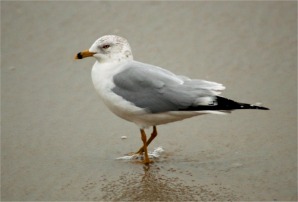 Ring-Billed Gull