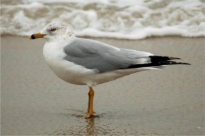 Larus delawarensis - Ring-billed Gull