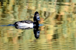 Aythya collaris - Ring-necked Duck