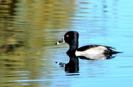 Aythya collaris - Ring-necked Duck