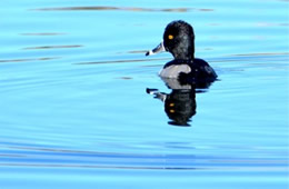 Aythya collaris - Ring-necked Duck