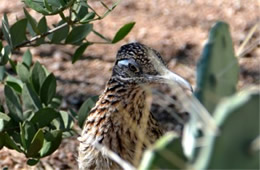 Geococcyx californianus - Greater Roadrunner