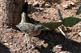 Geococcyx californianus - Greater Roadrunner