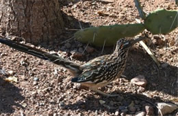 Geococcyx californianus - Greater Roadrunner