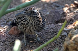 Geococcyx californianus - Greater Roadrunner